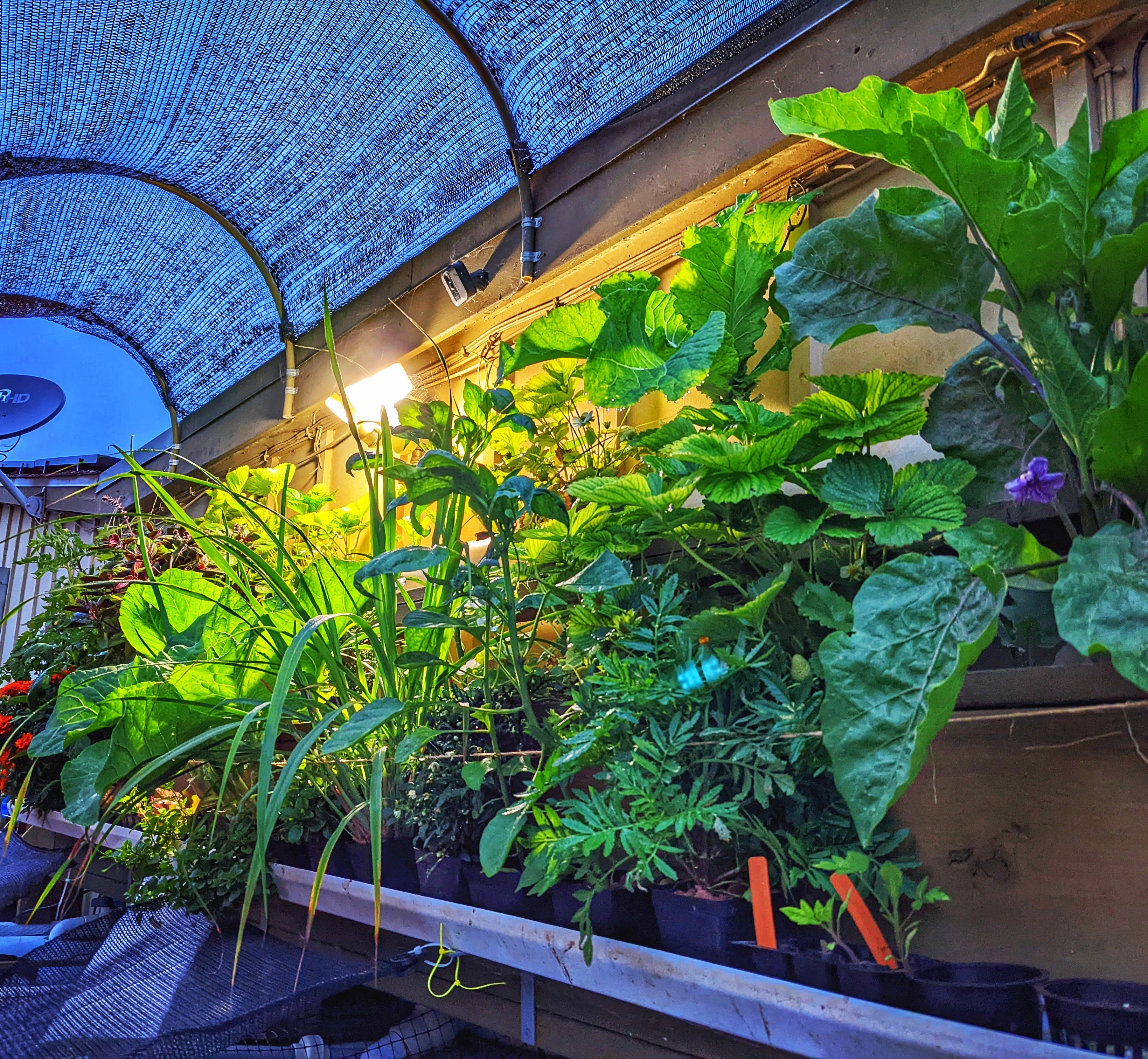 A beatiful display of various plants Aquaponics 4 Life worked hard to grow